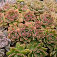 多肉植物,葉挿し,リメ缶,多肉寄せ植え,リメ鉢の画像