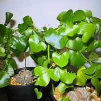 亀甲竜,塊根植物,植物,塊根,北海道の画像