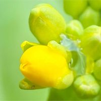 コマツナ,コマツナ,小松菜,小松菜,カキドオシの画像