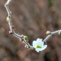 カラー,ナデシコ,ヒヤシンス,ユキヤナギ,ローダンセマムの画像