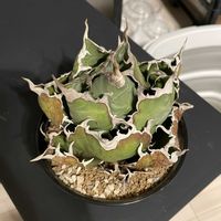 アガベ,アガベ　チタノタ　姫厳竜,塊根植物,植物育成LEDライト,PANEL-Aの画像