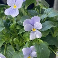 ガーベラ,ビオラ,歩道の花壇の画像