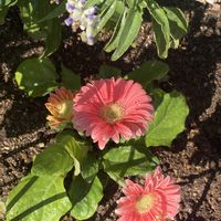 ガーベラ,歩道の花壇の画像