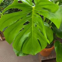 ペペロミア,モンステラ,観葉植物,ツヤツヤの葉っぱ,緑の葉っぱの画像