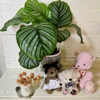 ゼラニウム,ゼラニウム,カラテア,ロータスコットンキャンディー,ロータスコットンキャンディーの画像