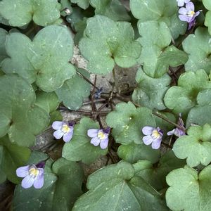 ツタバウンラン,地植え,小さい花,薄紫色の花,大きい葉っぱの画像