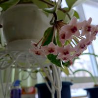 ホヤ・カルノーサ,職場,北海道,北海道道東,その他部屋の画像