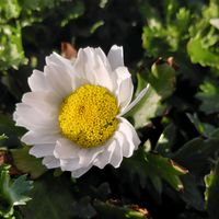 ノースポール,お出かけ先の画像