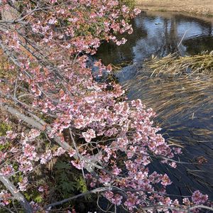 スイセン, 富士山,ハンノキ,三島桜,☆富士山☆の画像