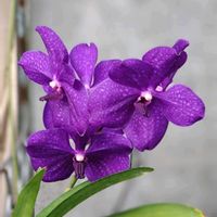 バンダ,コウモリラン,ビカクシダ,コルジリネ アイチアカ,夢の島熱帯植物館の画像