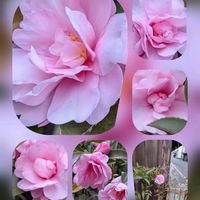 キク,サザンカ,サザンカ,サザンカ,アベリアの画像