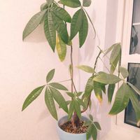 パキラ,観葉植物,100均,北海道,冬の画像