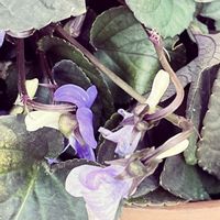 金のなる木,金のなる木,金のなる木,八重咲きストック,八重咲きストックの画像