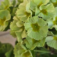 プリムラ,プリムラオブコニカ・プリカント,プリムラオブコニカ,感謝,花のある暮らしの画像