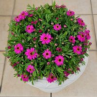 ボンザマーガレット,CAINZ堀田,ボンザマーガレットコスモスピンクの画像