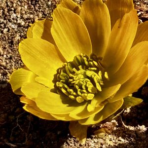 福寿草,姫立金花(ヒメリュウキンカ),姫立金花(ヒメリュウキンカ),姫立金花,福寿草(ふくじゅそう)の画像
