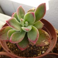 ハムシー,ターちゃんのベランダ,多肉^_^,我がハイツの植物(^^),ターの復活多肉の画像