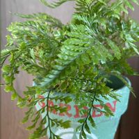 シノブ,平和を願う,頑張ろう日本❣️,毎月8日は鉢の日,明日はきっと良い日になるの画像