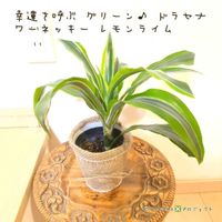 ドラセナ,ドラセナ ワーネッキー,ドラセナ ワーネッキー,ドラセナ　ワーネッキー・レモンライム,ドラセナ レモンライムの画像