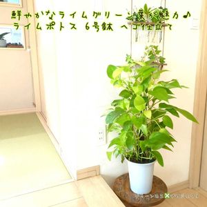ポトス,ポトスライム,ポトスライム,ライムポトス,ライムポトスの画像
