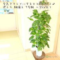 ポトス,ゴールデンポトス,ゴールデンポトス,観葉植物,鉢植えの画像