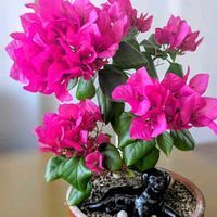 オキザリス,スイセン,ブーゲンビリア,黒法師,沈丁花の画像