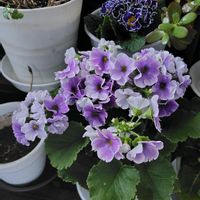 プリムラジュリアン プリンアラモード,プリムラオブコニカ,プリムラ　アコーリス　群青の空,花のある暮らし,癒しの花の画像