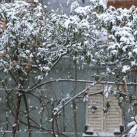 バラ,モッコウバラ,モッコウバラ,朧月,ナニワノイバラの画像