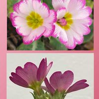 プリムラ　ジュリアン,オウゴンチュウ (黄金紐),花のある暮らし,新しい仲間,お花大好き♡の画像