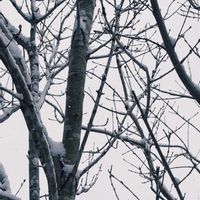 アオダモ,木の話,広い庭,庭の画像