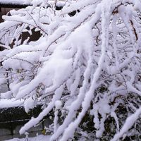 ユキヤナギ,花のある暮らし,緑のある暮らし,雪景色,小さい庭の画像