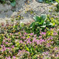 コマツナ,コマツナ,ホトケノザ,ホトケノザ,今日のお花の画像