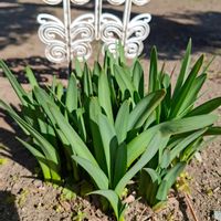 スノーフレーク,キュンキュン乙女倶楽部,HTC,スノーフレークの花,スノーフレークのお花の画像