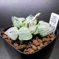 ハオルチア,ハオルシア,多肉植物,エケベリア属,ハオルチア属の画像