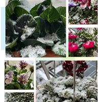 コマツナ,ペチュニア,ワイヤープランツ,スイートアリッサム,ビオラ・パンジーの画像