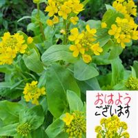 プリムラ,ガーデンプリムラアラカルトシュシュ,今日のお花,繋がりに感謝✨,元気パワー届け✨の画像