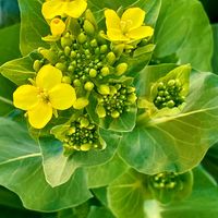 小松菜,小松菜,꒰ღ˘◡˘ற꒱かわゅ~,野菜の花,冬野菜の画像