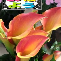 カラー,黄色い花,オレンジ色の花,お花屋さんにて,日曜日はビタミンカラーの日の画像