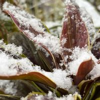 葉牡丹,プリンセチア,アトランティス,侘助,ドラセナ コンパクタの画像