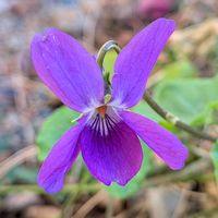 ニオイスミレ,ガーデニング,山野草,多年草,山野草好きの画像