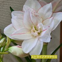 アマリリス,八重咲きアマリリス,花のある暮らし,スマホ撮影,癒やしの画像