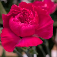 カーネーション,玄関内側の画像