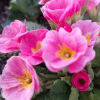 プリムラの画像