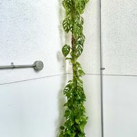 マドカズラ,ポトス　グローバルグリーン,観葉植物,8日は葉っぱの発表会,村長のモスポールの画像