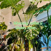 アンスリウム,ストレリチア,モンステラ,森林浴,熱帯植物の画像