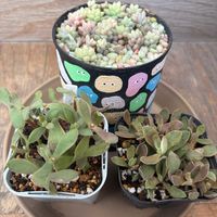 ビアホップ ,マネーメーカー,多肉植物,多肉大好き,つながりに感謝の画像