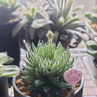 ハオルチア,多肉植物,観葉植物,塊根植物の画像