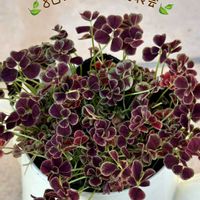 クローバー,コマツナ,小松菜,エンジェル クローバー,見元園芸　エンジェルクローバーの画像