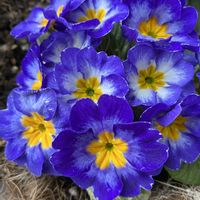 オシロイバナ,ジュリアン,マイルーム,オシロイバナ愛好家友の会,ベランダの画像