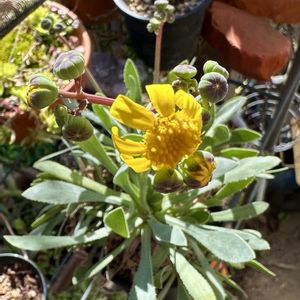 オトンナ レトロルサ,オトンナ・レトロルサ,岐阜県,多肉男子,岐阜の画像